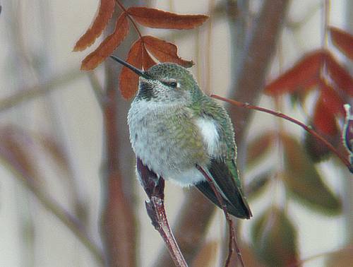 Image - Adult Female Anna's Hummingbird - Cowiche Canyon, Yakima, WA