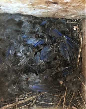 Image - Bluebird Feathers in Box 65 - Richard Repp