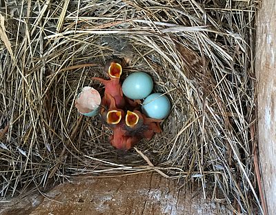 Image - Three Newly Hatched Bluebirds