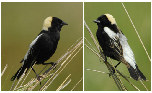 Image - Bobolinks along Lateral C, 2007 - Photos by George Vlahakis