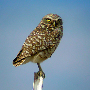 Image - Burrowing Owl along Evans Road west of Harrah, 2007 - Photo by Denny Granstrand