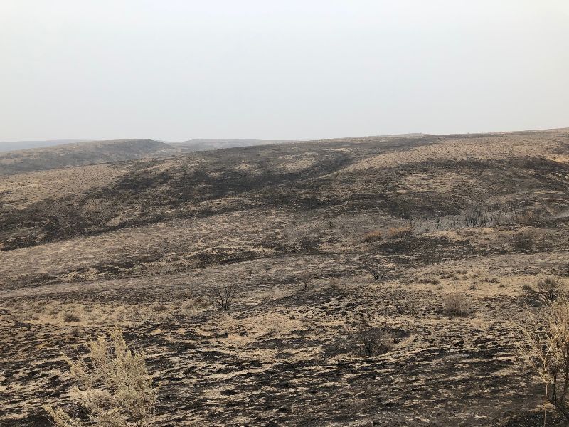 Image - Habitat in Evans Canyon after this summer's fire. Photo by Scott Downes. (2020)