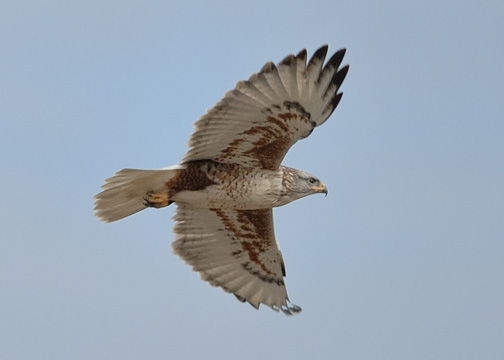 Image - Ferruginous Hawk in Moxee Valley, 2013 - Photo by Mike Roper