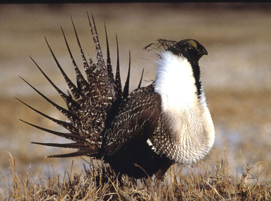 Image - Greater Sage Grouse - Photo by Andy Dantzker