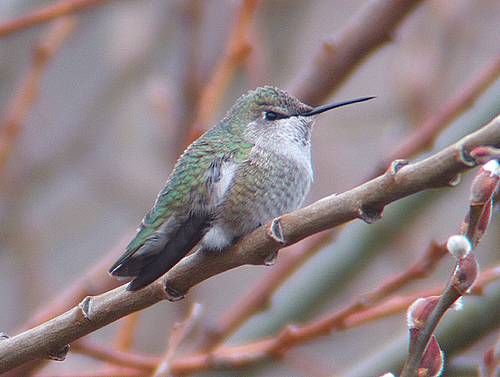 Image - Immature Anna's Hummingbird - Cowiche Canyon, Yakima, WA