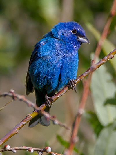 Image - Indigo Bunting (Photo by Jeff Bixler)