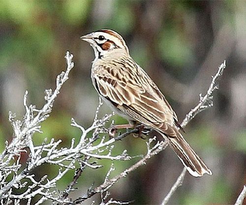 Image - A striking Lark Sparrow perched and ready to break into song - Karen Zook