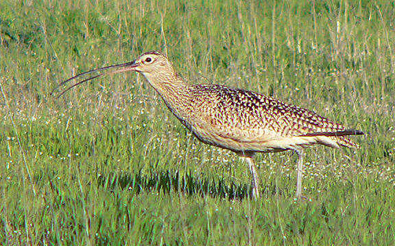 Image - Long-billed Curlew in Black Rock Valley, 2006 - Photo by Denny Granstrand