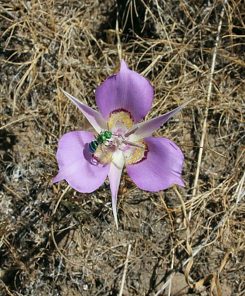 Image - Mariposa Lily being visited by a Green Bee - Karen Zook