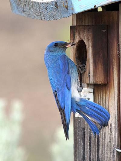 Image - Mountain Bluebird at Nest Box