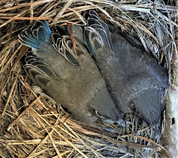 Image - These Mountain nestlings in Box 88 likely fledged on or about August 19…the last bluebirds of the season.