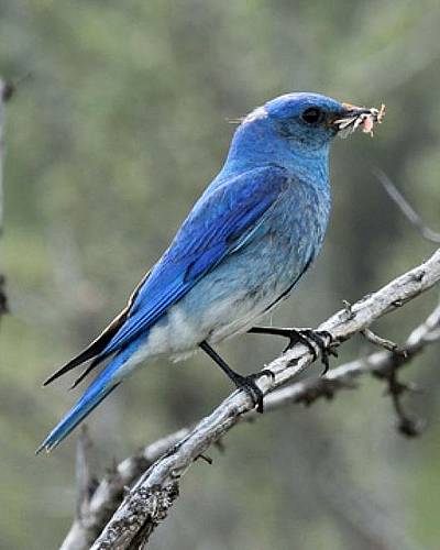 Image - Mountain Bluebird with More Food for the Kids