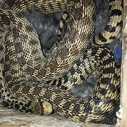 Image - Pacific Gopher Snake in Bluebird Box 65 - Denny Granstrand