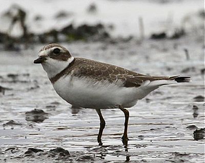 Image - Semipalmated Plover - Grandview Sewage Treatment Plant, August 16, 2017