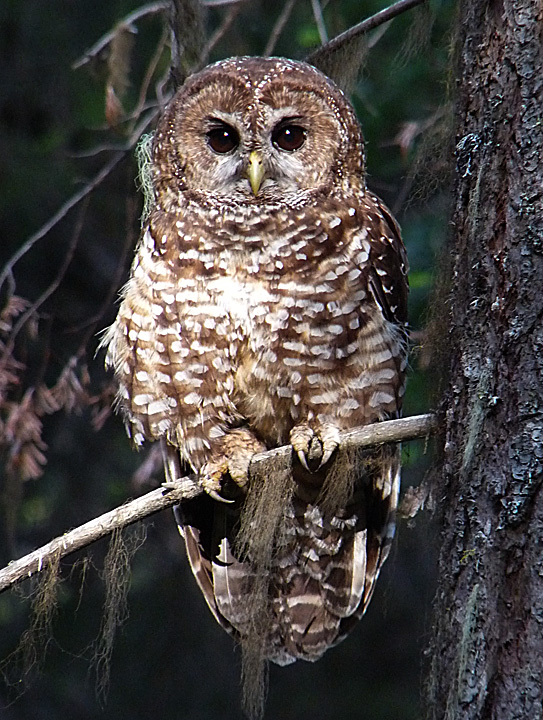 Image - Spotted Owl near Milk Pond, 2009 - Photo by Denny Granstrand