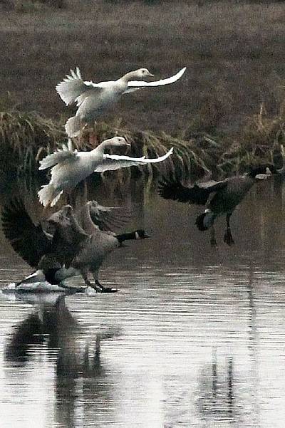 Image - Two Leucistic Canada Geese - Karen Zook