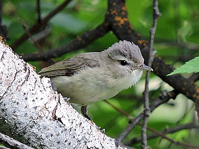 Image - Warbling Vireo - Oak Creek Canyon, May 23, 2015