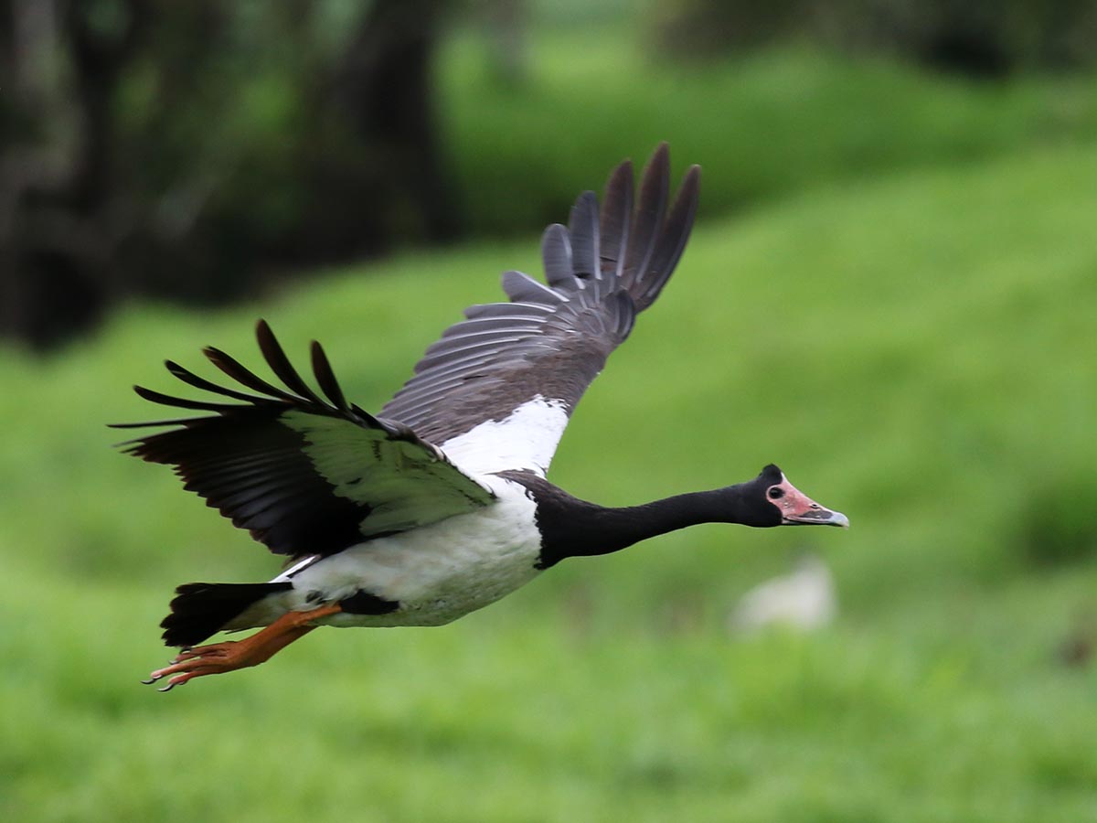 Image - Magpie Goose