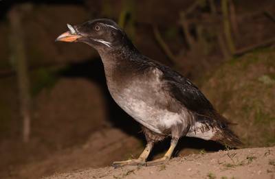 Image - Rhinocerous Auklet