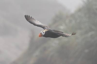 Image - Tufted Puffin