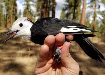 Image - Male White-Headed Woodpecker