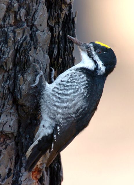 Image - Black-Backed Woodpecker - George Vlahakis