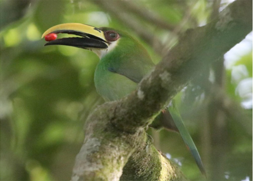 Image - Emerald Toucanet with breakfast at a Guatemalan Coffee Farm. Photo by Jason Fidorra