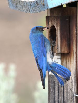 Image - Mountain Bluebird - Karen Zook