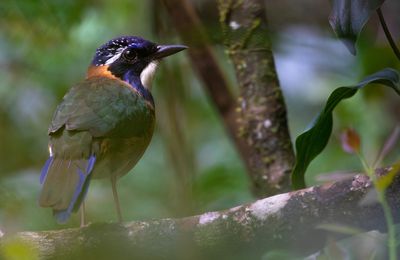 Image - Pitta-Like Ground Roller - Eric Heisey