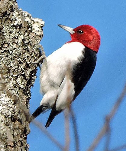 Image - Red-headed Woodpecker at Sam Houston Jones State Park in Louisiana - Photo by Denny Granstrand