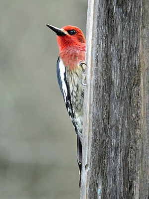 Image - Red-Breasted Sapsucker