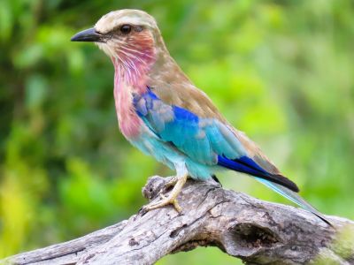 Image - Lilac-Breasted Roller - Deb Essman