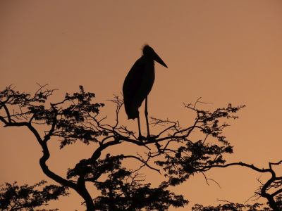 Image - Maribou Stork on Acacia Tree - Deb Essman