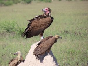 Image - Lapped-Faced and White-Backed Vultures - Deb Essman