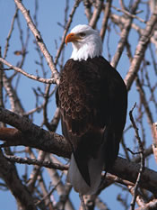 Image - Bald Eagle - George Vlahakis