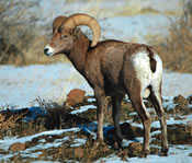 Image - Bighorn Ram - George Vlahakis