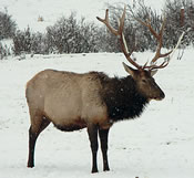 Image - Bull Elk - Denny Granstrand