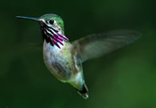 Image - Calliope Hummingbird - George Vlahakis