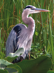 Image - Great Blue Heron - Denny Granstrand