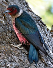 Image - Lewis's Woodpecker - Mac Knight