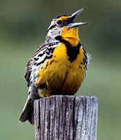 Image - Western Meadowlark - Ellen Stepniewski