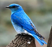 Image - Mountain Bluebird - Mac Knight