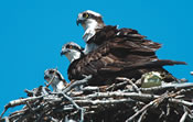 Image - Osprey with Young - George Vlahakis