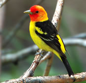 Image - Western Tanager - George Vlahakis