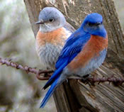 Image - Western Bluebird - George Vlahakis