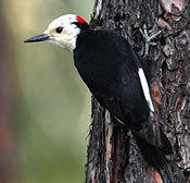 Image - White-Headed Woodpecker - Mac Knight