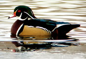 Image - Wood Duck - Denny Granstrand