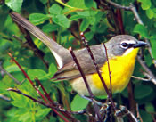 Image - Yellow-Breasted Chat - Denny Granstrand